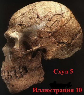 Неандерталец, найденный в льдах Альп. Человек действительно не произошёл от неандертальца.