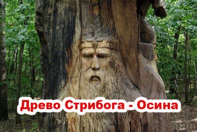 Священные деревья Славян: Древо Стрибога - Осина 